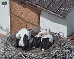 Capi_Dubne_20250714_121503.jpg