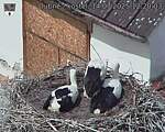 Capi_Dubne_20250714_122003.jpg