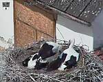 Capi_Dubne_20250714_123003.jpg