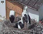 Capi_Dubne_20250714_124003.jpg