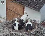 Capi_Dubne_20250714_125503.jpg