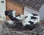 Capi_Dubne_20250714_130003.jpg