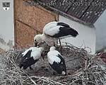 Capi_Dubne_20250714_130502.jpg