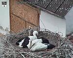 Capi_Dubne_20250714_133003.jpg