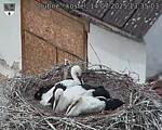 Capi_Dubne_20250714_133503.jpg