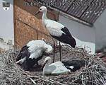 Capi_Dubne_20250714_135003.jpg