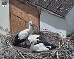 Capi_Dubne_20250714_135502.jpg