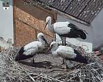 Capi_Dubne_20250714_140003.jpg