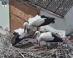 Capi_Dubne_20250714_140503.jpg