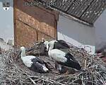 Capi_Dubne_20250714_141003.jpg