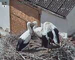 Capi_Dubne_20250714_141503.jpg