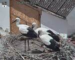 Capi_Dubne_20250714_142002.jpg