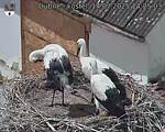 Capi_Dubne_20250714_142503.jpg