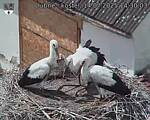 Capi_Dubne_20250714_143003.jpg
