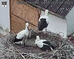 Capi_Dubne_20250714_143503.jpg