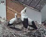 Capi_Dubne_20250714_144003.jpg