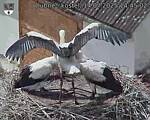 Capi_Dubne_20250714_144502.jpg
