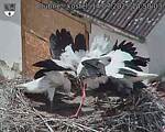 Capi_Dubne_20250714_145003.jpg