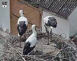Capi_Dubne_20250714_155002.jpg