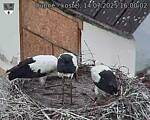 Capi_Dubne_20250714_160002.jpg