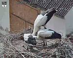 Capi_Dubne_20250714_161502.jpg