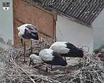 Capi_Dubne_20250714_162003.jpg