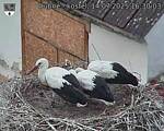 Capi_Dubne_20250714_163003.jpg