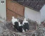 Capi_Dubne_20250714_165502.jpg