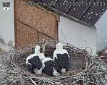 Capi_Dubne_20250714_170003.jpg