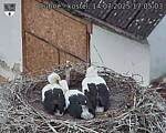 Capi_Dubne_20250714_170503.jpg