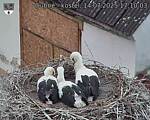 Capi_Dubne_20250714_171003.jpg