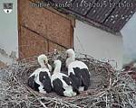 Capi_Dubne_20250714_171503.jpg