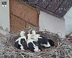 Capi_Dubne_20250714_172003.jpg