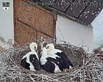 Capi_Dubne_20250714_172503.jpg