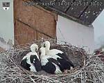 Capi_Dubne_20250714_173002.jpg