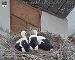 Capi_Dubne_20250714_173502.jpg