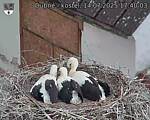 Capi_Dubne_20250714_174003.jpg