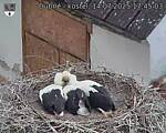 Capi_Dubne_20250714_174503.jpg