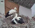 Capi_Dubne_20250714_175003.jpg