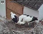 Capi_Dubne_20250714_175503.jpg
