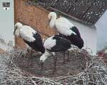 Capi_Dubne_20250714_184503.jpg