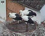 Capi_Dubne_20250714_185003.jpg