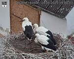 Capi_Dubne_20250714_190003.jpg