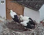 Capi_Dubne_20250714_190503.jpg