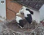 Capi_Dubne_20250714_194003.jpg