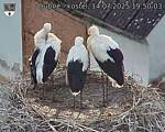 Capi_Dubne_20250714_195003.jpg