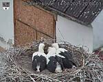 Capi_Dubne_20250714_200003.jpg