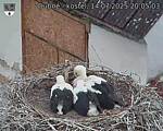 Capi_Dubne_20250714_200503.jpg