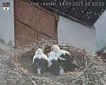 Capi_Dubne_20250714_201002.jpg