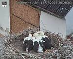 Capi_Dubne_20250714_202003.jpg